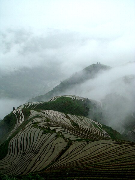 450px-Terrace_field_guangxi_longji_china.jpg