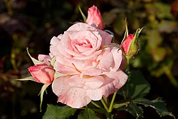 250px-Bridal_pink_-_morwell_rose_garden.jpg