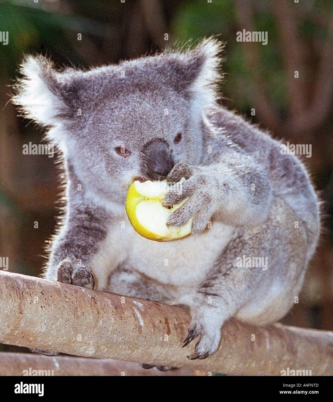koala-eating-apple-very-rare-A4FNTD.jpg