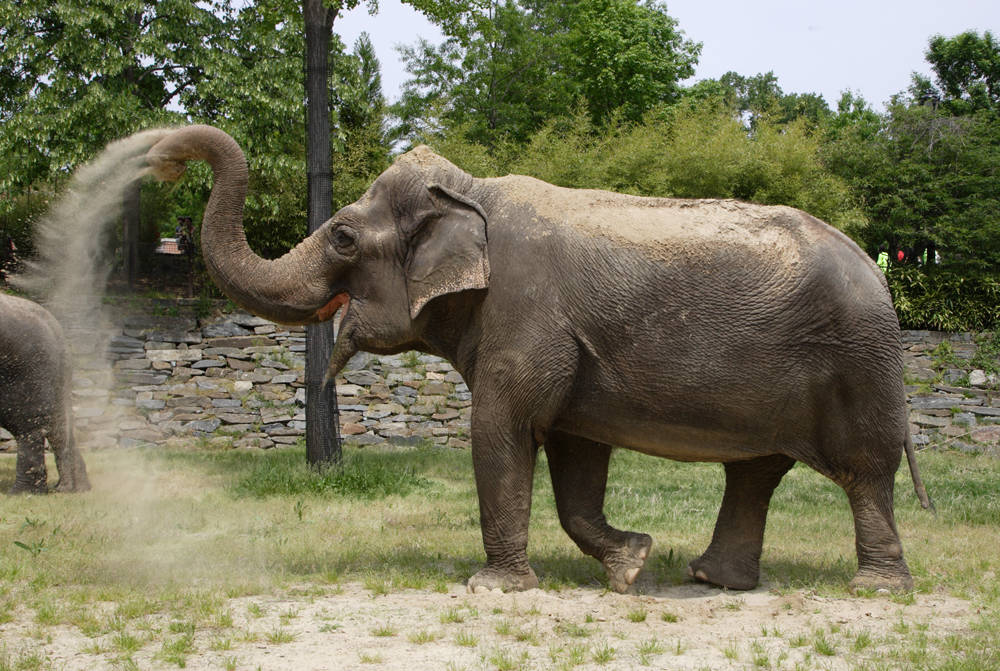 asian-elephant4.jpg