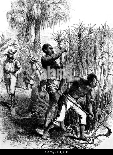 slaves-harvesting-sugar-cane-btjyfb.jpg