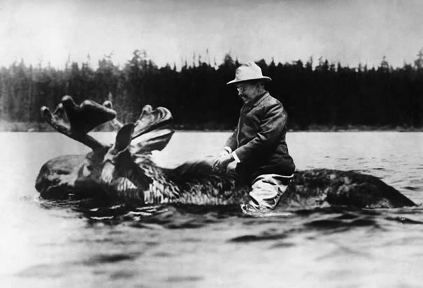 theodore-roosevelt-moose.jpg