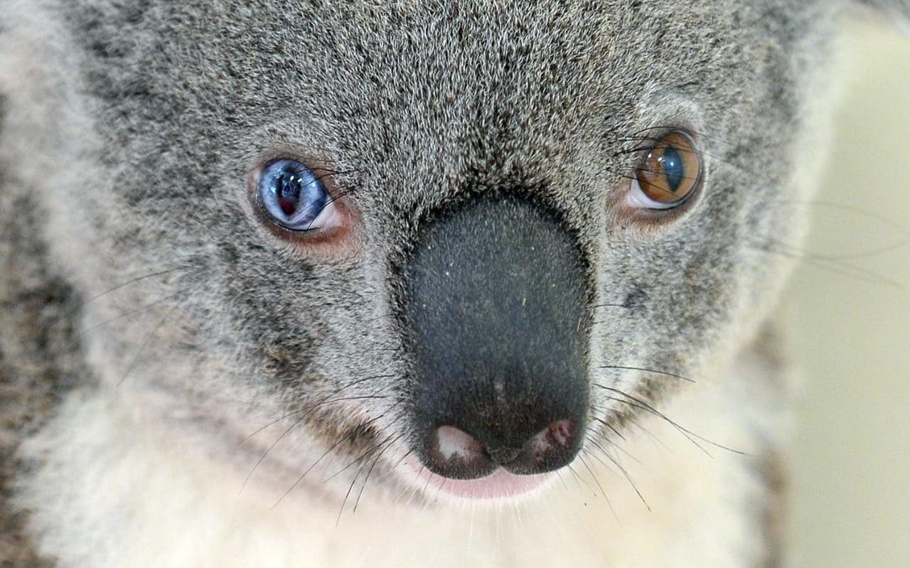 103067919_This_undated_handout_photo_received_from_Australia_Zoo_on_July_12_2016_shows_a_koala_named-xlarge_trans++BjUG_F_1fNQxkCyrmqS2U7RxN3k0gyKMaHVGwcklXbA.jpg