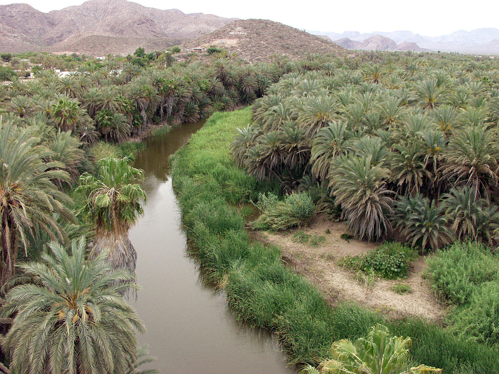 1024px-Mulege_oasis.jpg