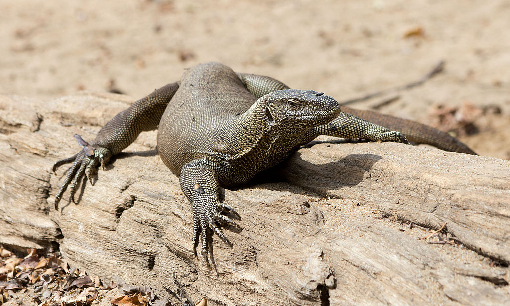 1024px-Varanus_bengalensis_-_02.jpg