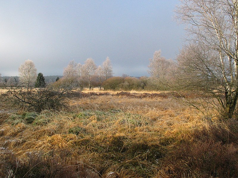 800px-Hautes-Fagnes.jpg