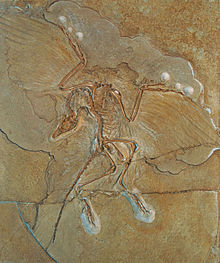 Berlin_Archaeopteryx.jpg