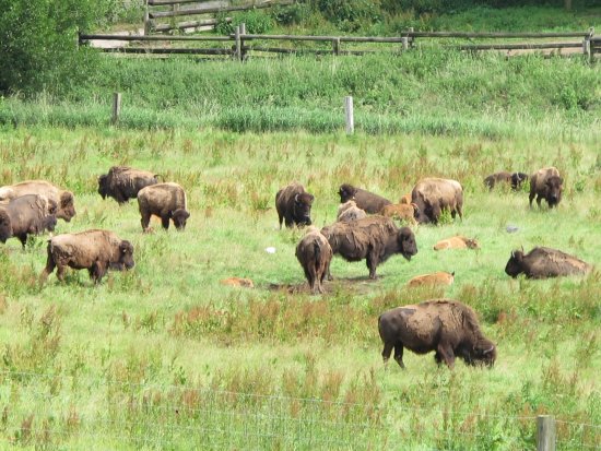 bison-farm.jpg