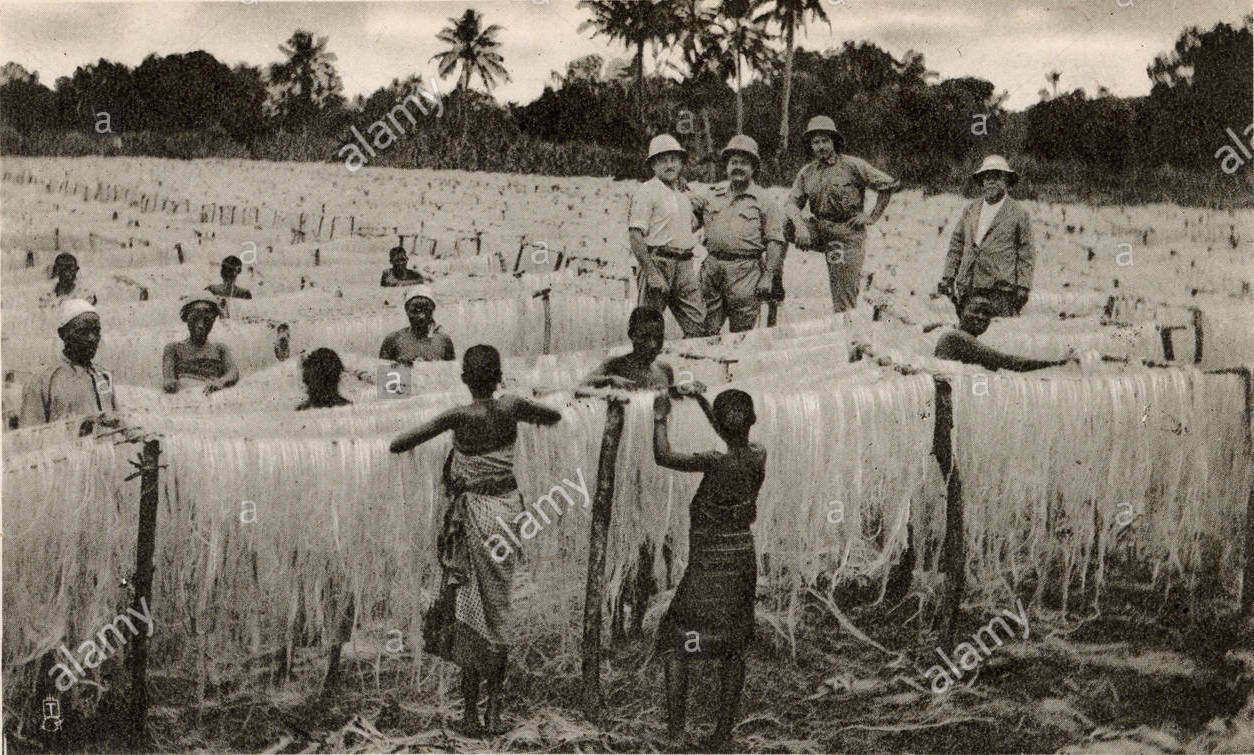 drying-sisal-fibre-on-a-plantation-tanzania-east-africa-RJC4RY.jpg