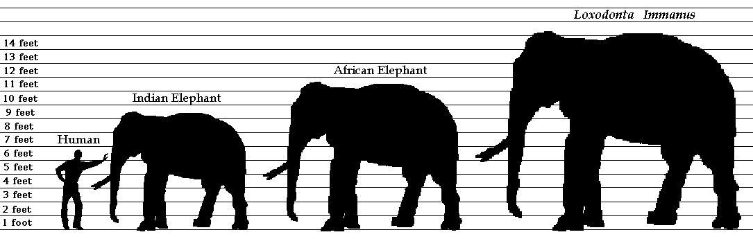 Elephant Chart.PNG