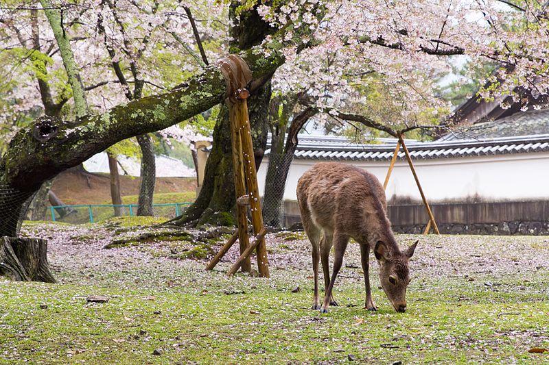 Japan_070416_Nara_01.jpg