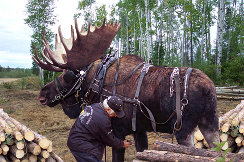 moose-logging.jpg