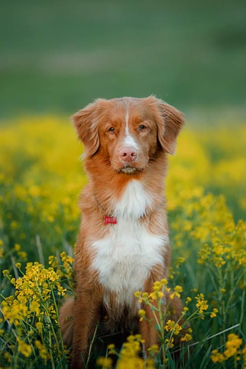toller breed