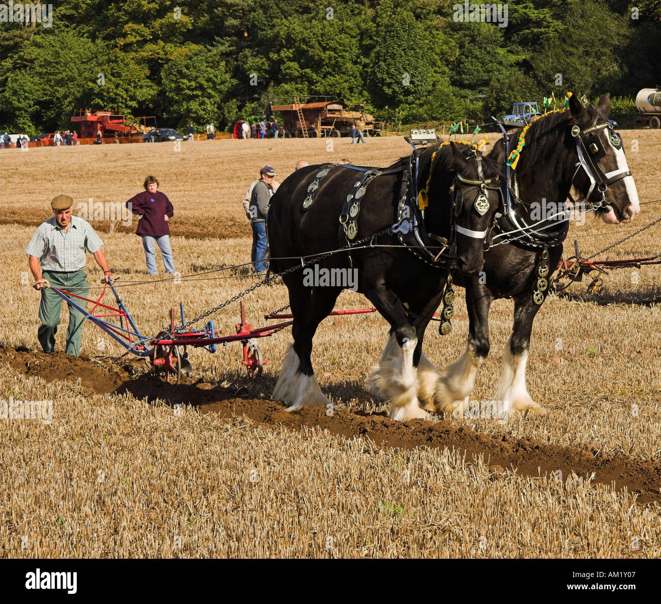 shires-ploughing-horses-ploughing-a-field-AM1Y07.jpg