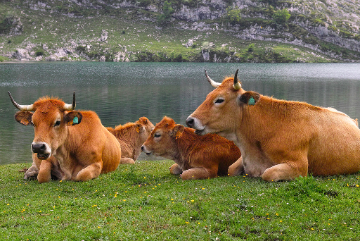 vacas.png