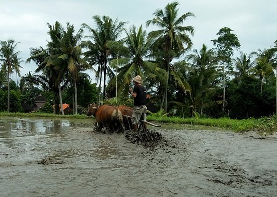 water-buffalo-rice-fields.jpg
