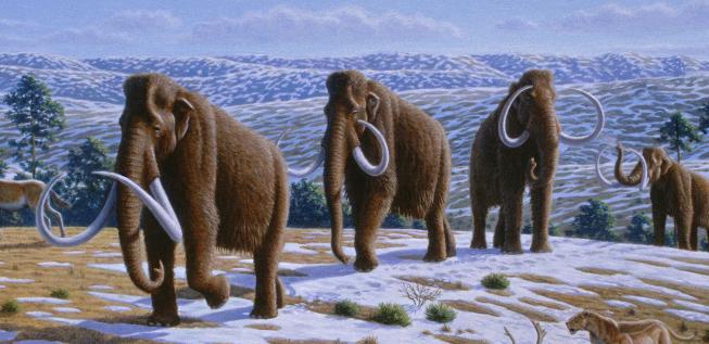 woolly_mammoth_siberian_tundra.jpg