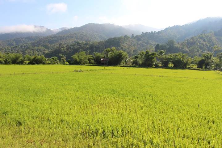 wwf_my_zora_chan -  Rice field in Ba'Kelalan.jpg