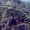 Rice_terraces.png