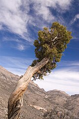 159px-Juniperus_osteosperma_1.jpg
