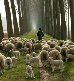 sheep-with-shepherd.jpg