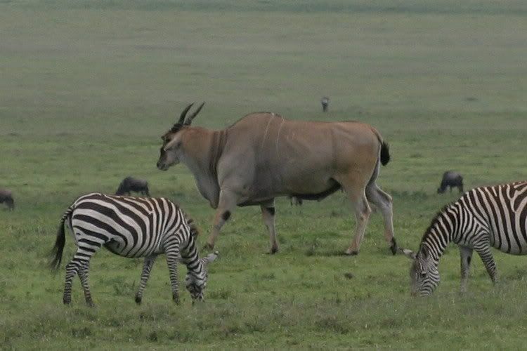 eland_cropped.jpg