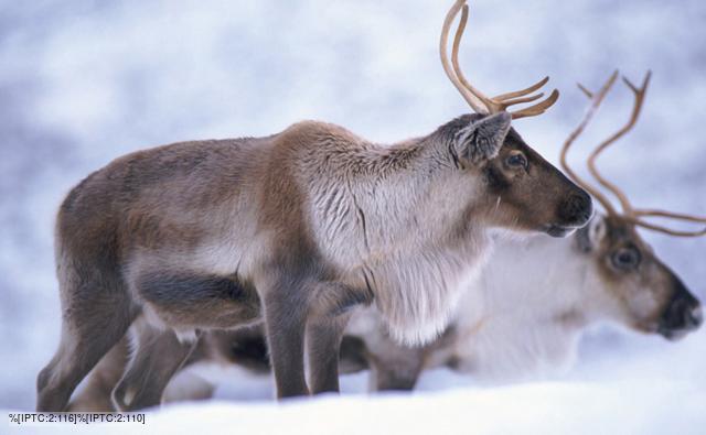 reindeer_1.jpg