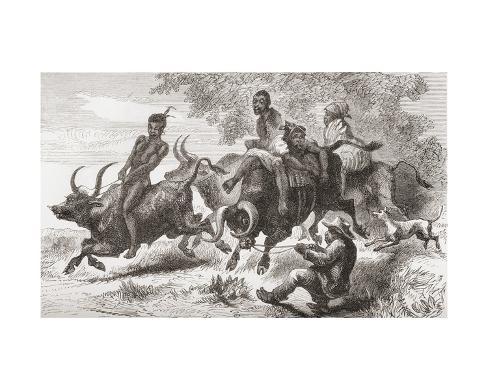 khoisan-natives-riding-pack-oxen-in-africa-in-the-19th-century-from-africa-by-keith-johnston.jpg