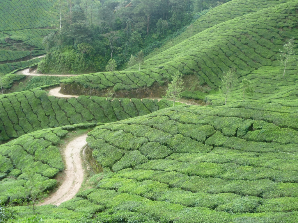 Tea_Plantation_in_Southern_India.jpg