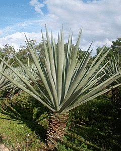 Plantsisal.jpg