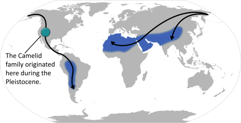 800px-Camelid_locations_and_migration.png