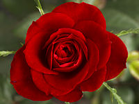200px-Small_Red_Rose.JPG