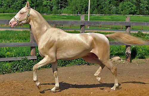 akhal-teke-showing-natural-sheen.jpg