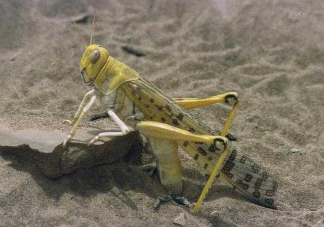 desert_locust_schistocerca_gregaria_laying.jpg