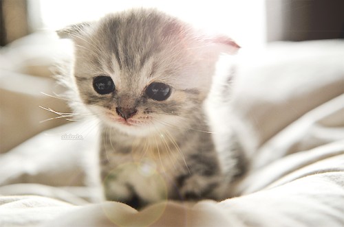cute-adorable-kitten.jpg