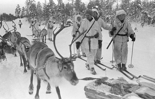 Finland-reindeer.jpg