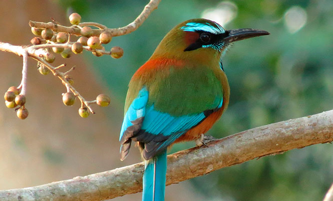 Turquoise-browed_Motmot_16423222357rgb.jpg