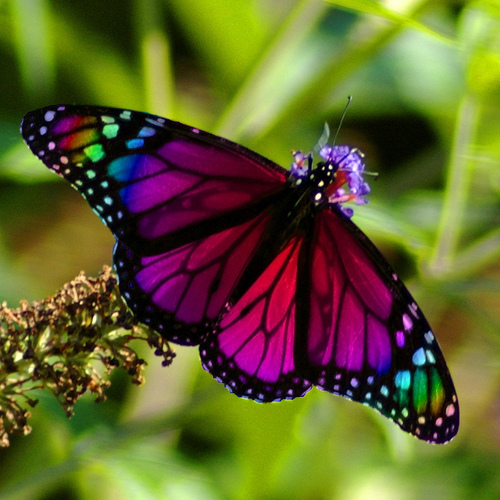 butterfly-rainbow.jpg