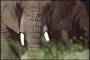 offtopic:elephants-through-grass-59.4.jpg