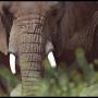 elephants-through-grass-59.4.jpg